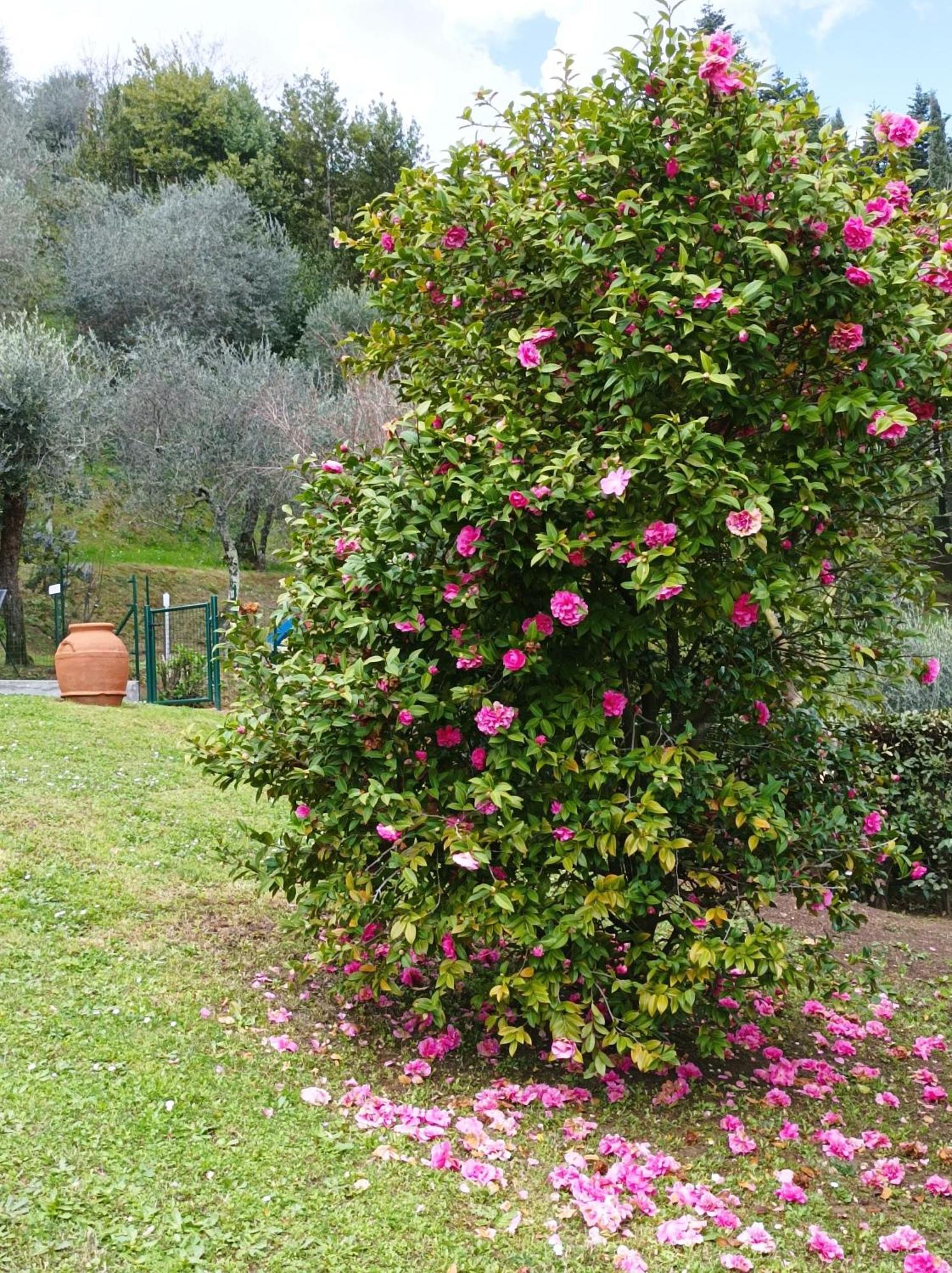 Villa Camelia Tuscany Pescia Zewnętrze zdjęcie